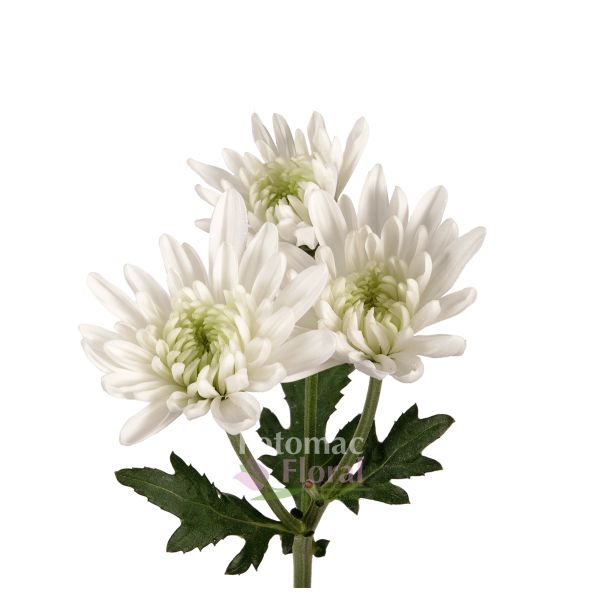 missil knus Slange Pom Pure White Cushion - Potomac Floral Wholesale