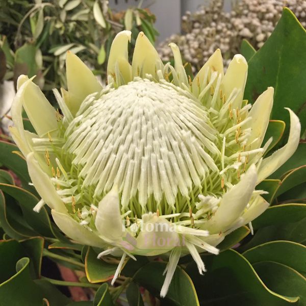 King Protea White, 60 TO 80 CM cm - Potomac Floral Wholesale
