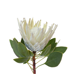 King Protea  White bouquet no.380