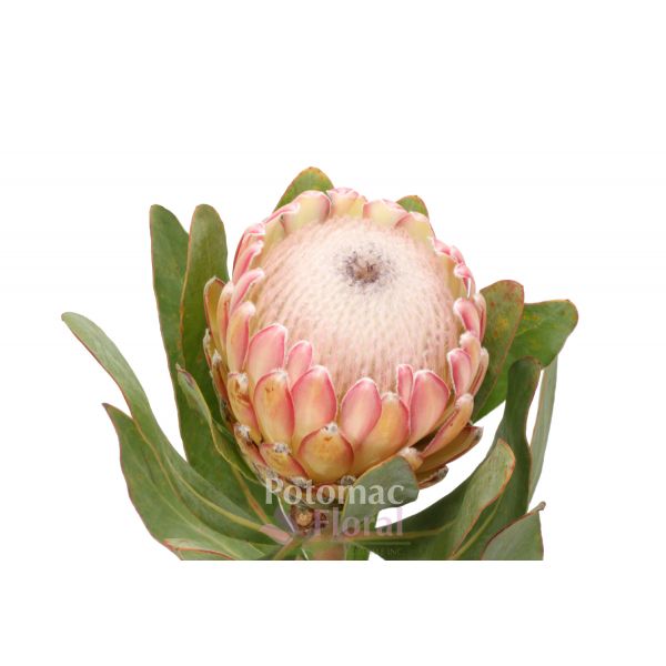 Protea Susara Di Di Mini Queen Peachy Pink Potomac Floral Wholesale