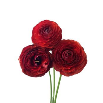 Ranunculus Burgendy - Darkest red - Potomac Floral Wholesale