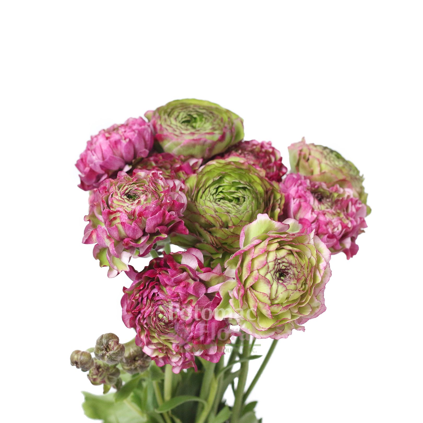 Rannuculus Pink and Green Pom Pom - Potomac Floral Wholesale