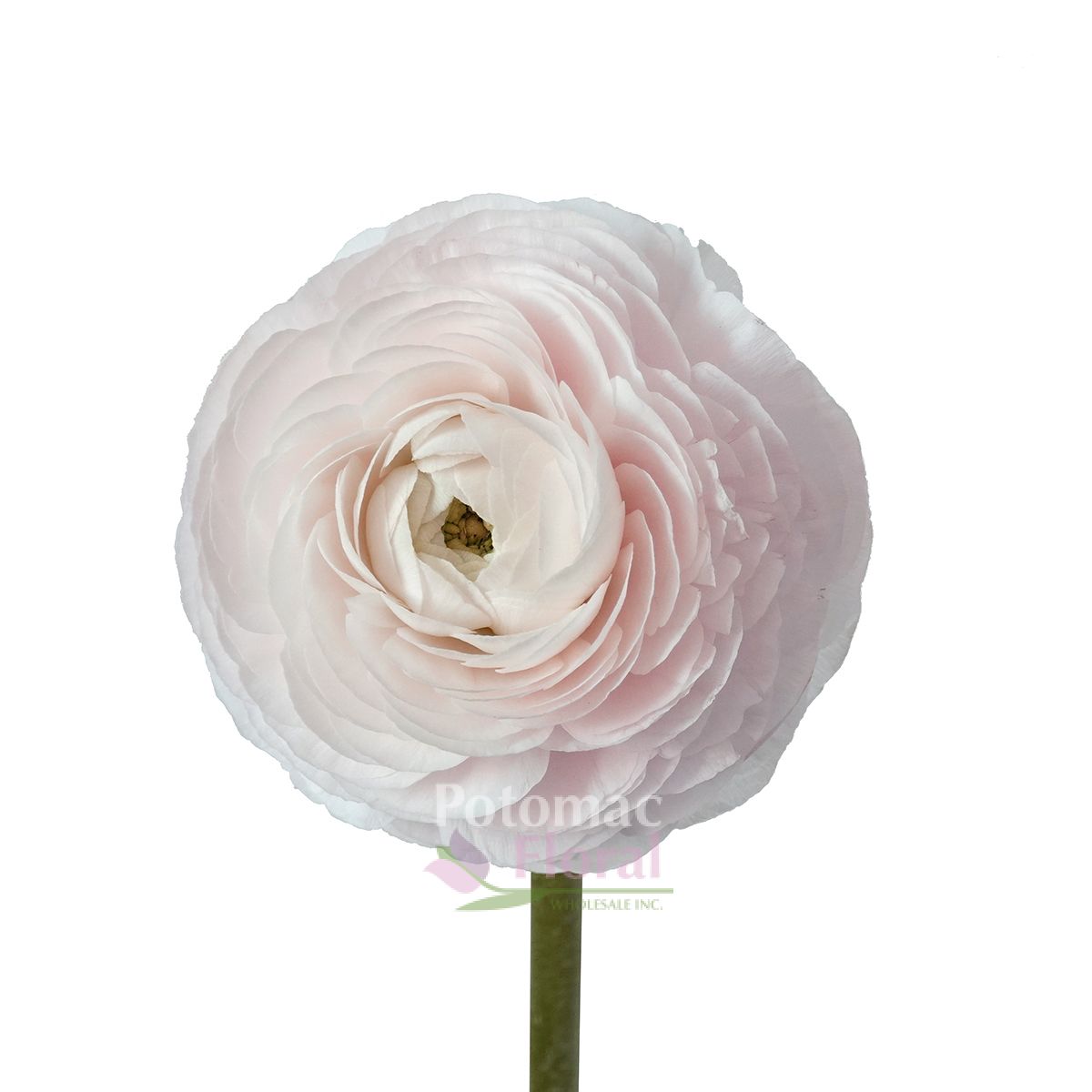 Ranunculus Super Cloni Blush Pink, Hanoi - Potomac Floral Wholesale