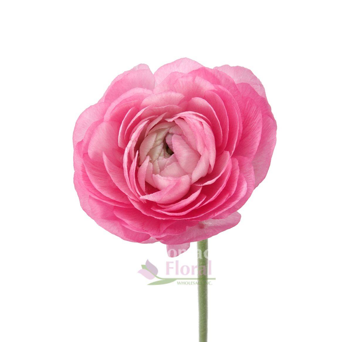 Ranunculus Light Pink to Medium Pink - Potomac Floral Wholesale