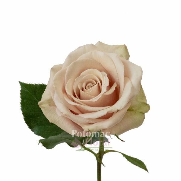 Rose, Sahara - Sandy Cream/Beige, 40 cm - Potomac Floral Wholesale