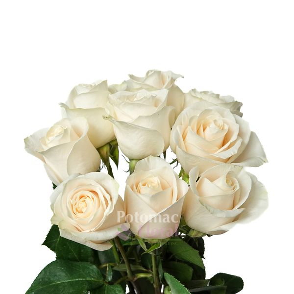 Vendela Roses, Wholesale Roses, FiftyFlowers