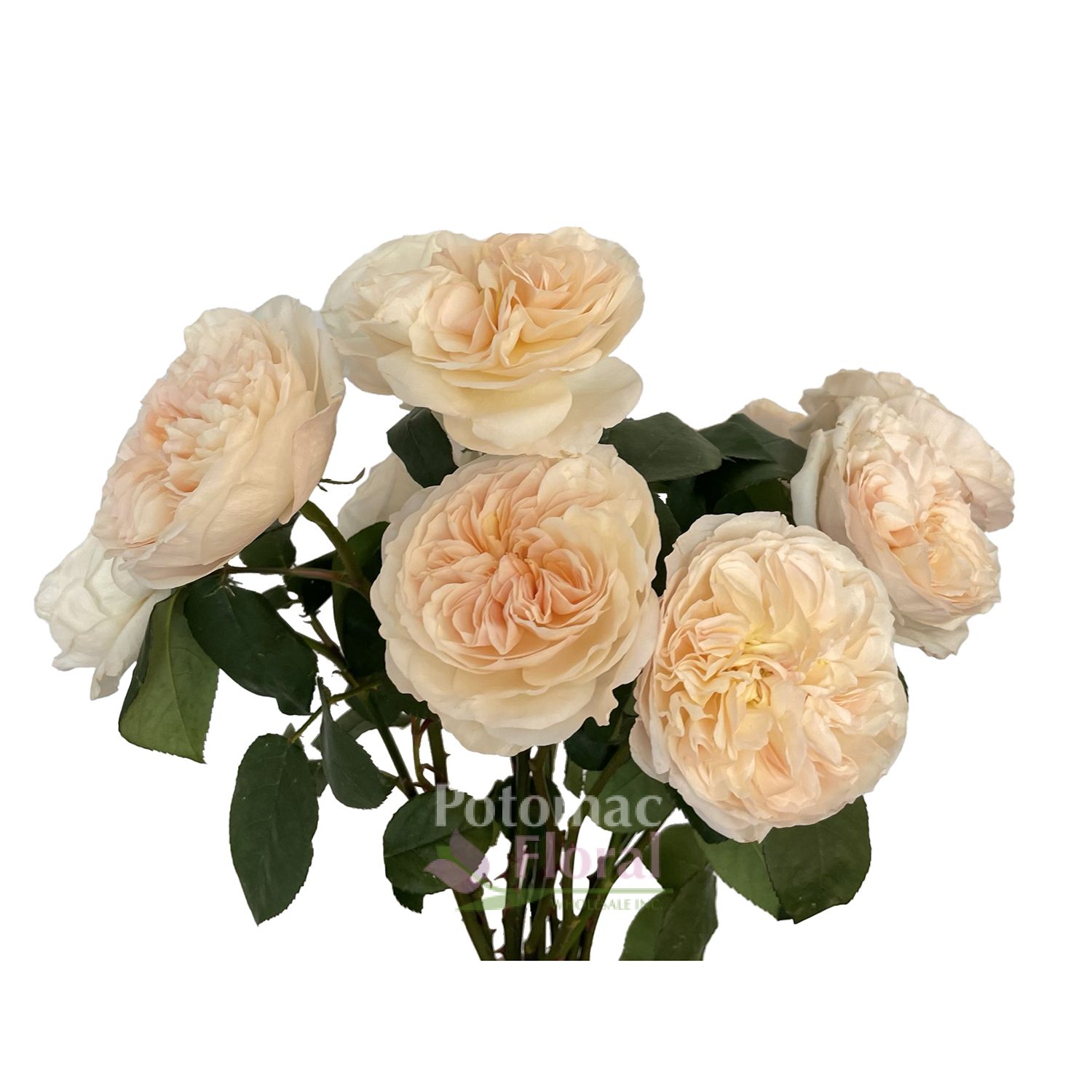 Garden Rose, Bessie (David Austin) - Blush Peach - Potomac Floral Wholesale