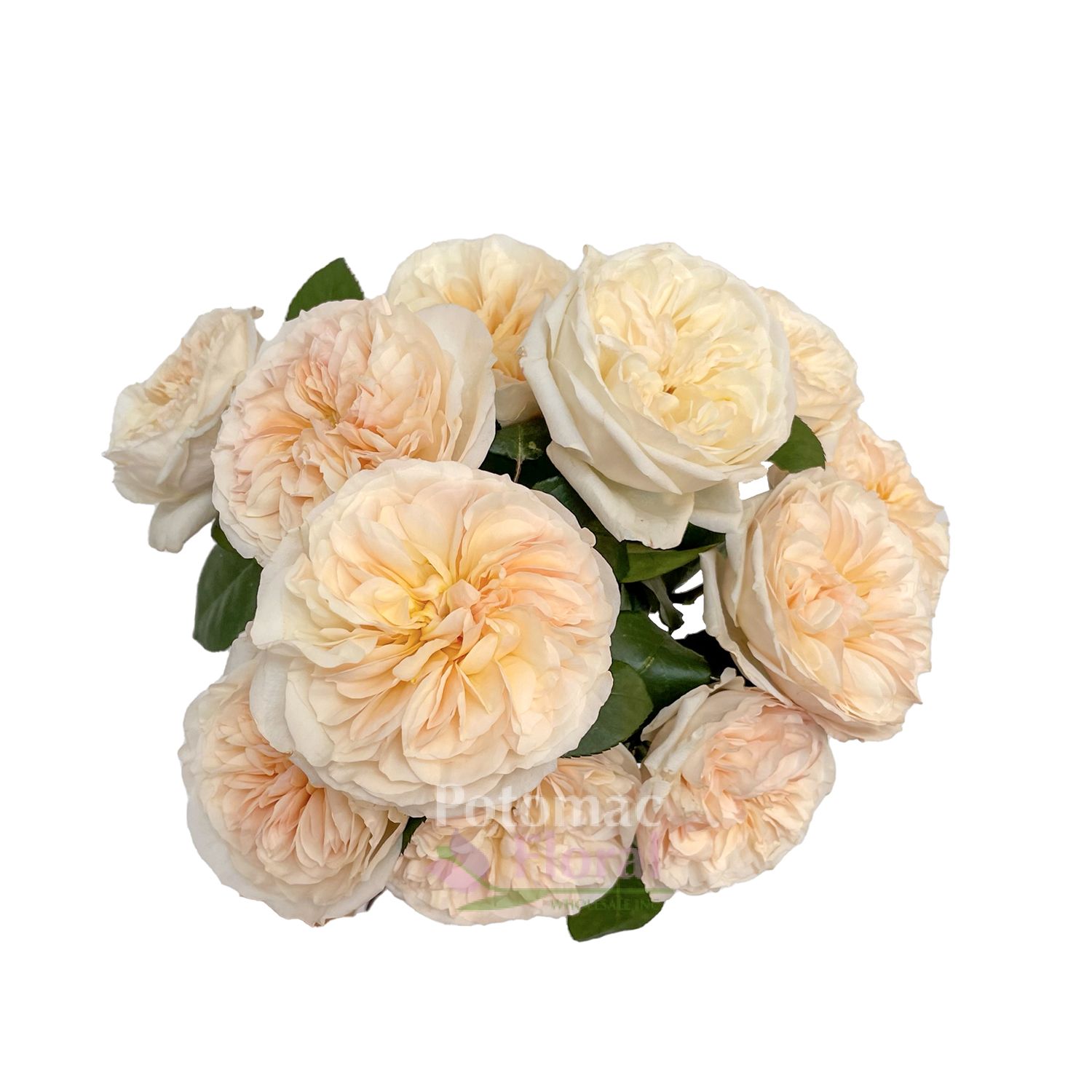 Garden Rose, Bessie (David Austin) - Blush Peach - Potomac Floral Wholesale