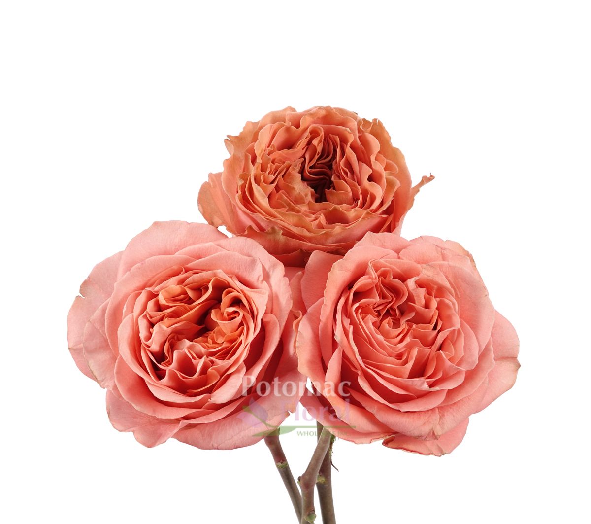 Garden Rose Coral Expression, Double Heart - Potomac Floral Wholesale