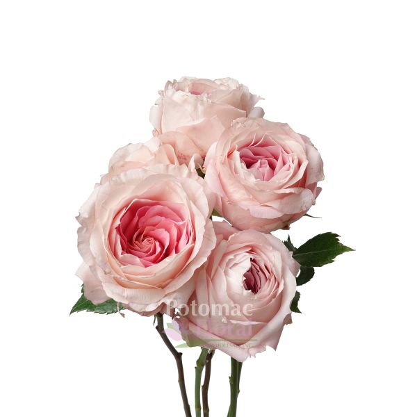 blush garden roses