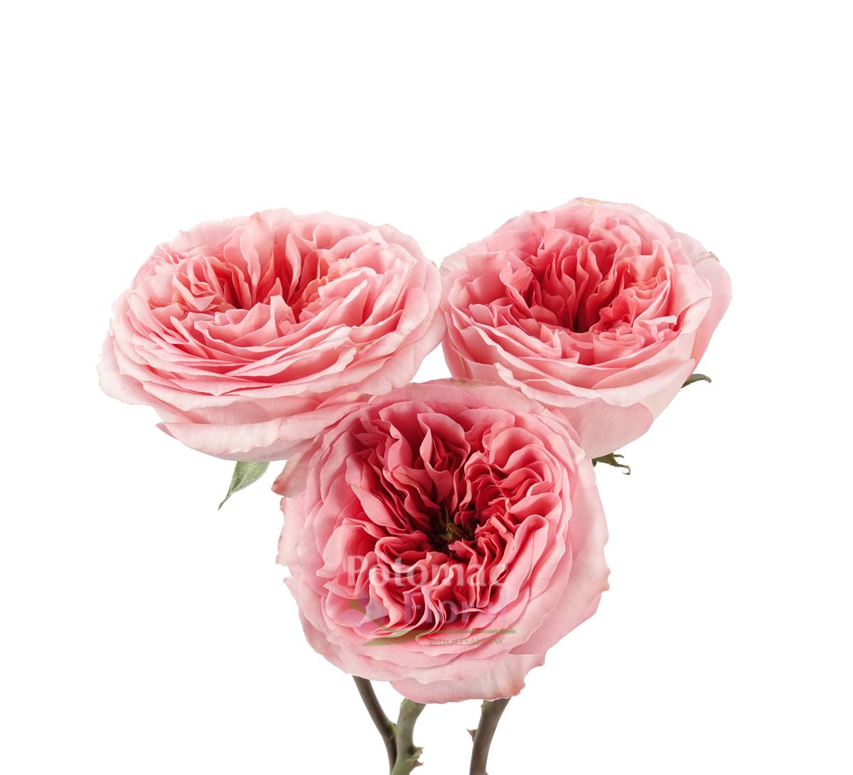 Pink xpression роза эквадор