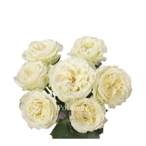 Garden Rose White Mayra White Potomac Floral Wholesale
