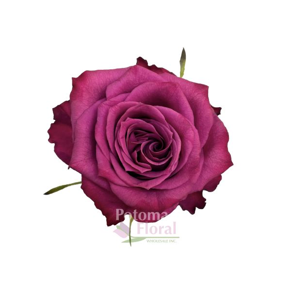 Rose Jessica Pink 50cm