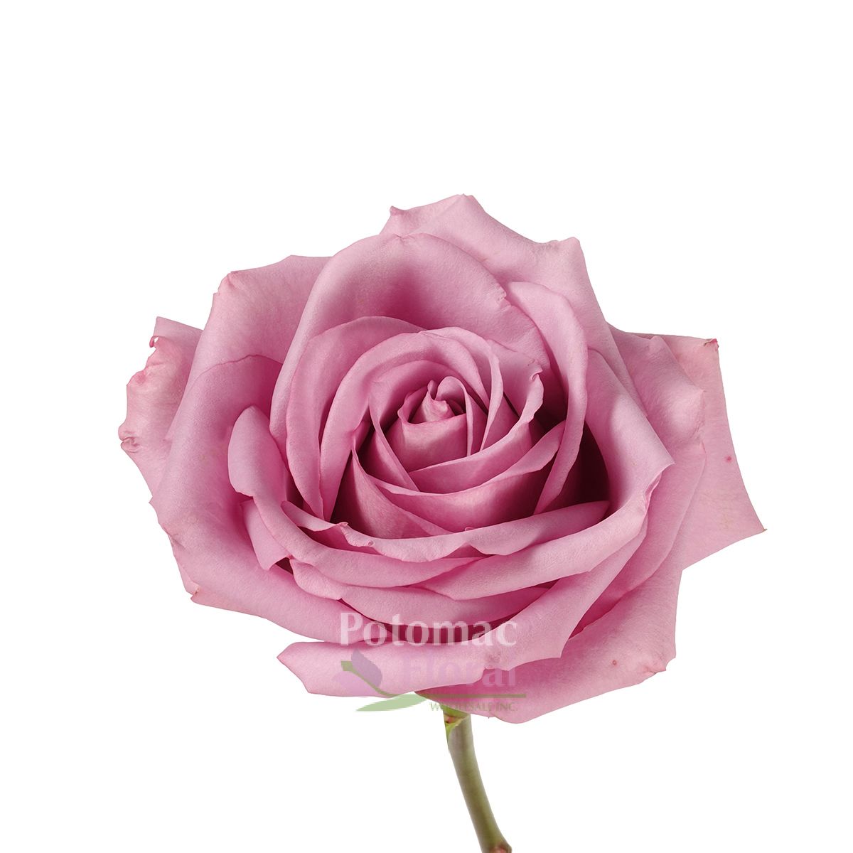 Cool Water rose lavender 40 cm - Potomac Floral Wholesale