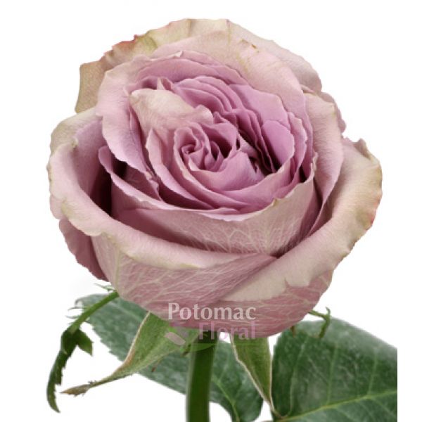 Rose, Sahara - Sandy Cream/Beige, 40 cm - Potomac Floral Wholesale