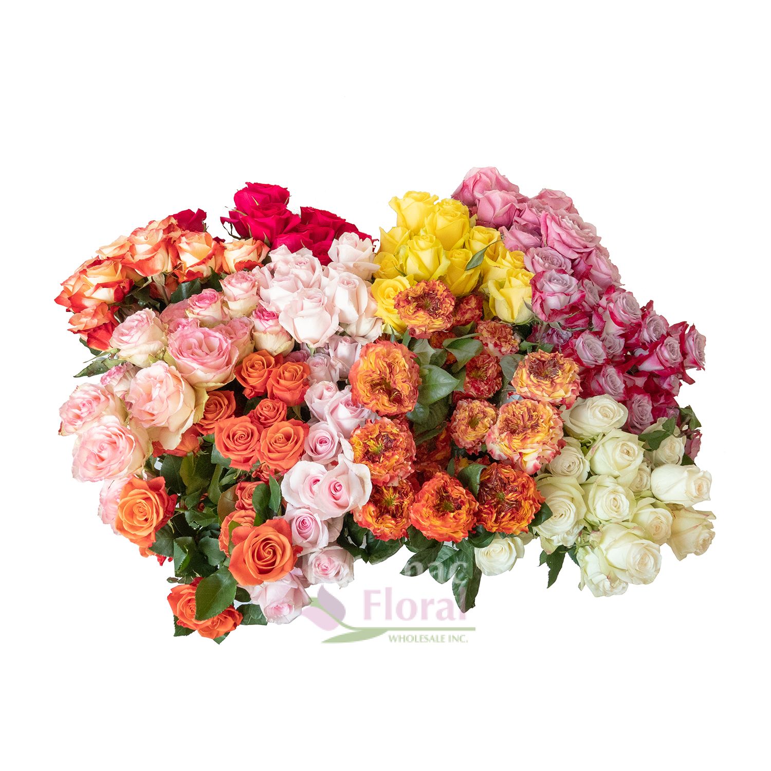 250 Stems Bulk Premium Roses from Ecuador 50 cm Asst Colors, - Potomac ...