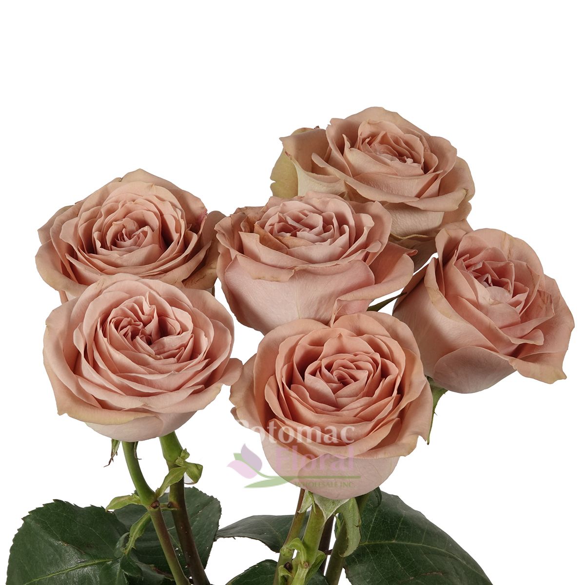 Cappuccino Rose, 40 to 50 cm, Bi Color Beige - Potomac Floral Wholesale