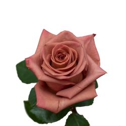 coffee break rose variety