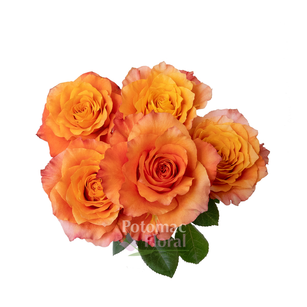 Rose, Free Spirit - Fragrant Orange & Gold, 40 cm - Potomac Floral ...