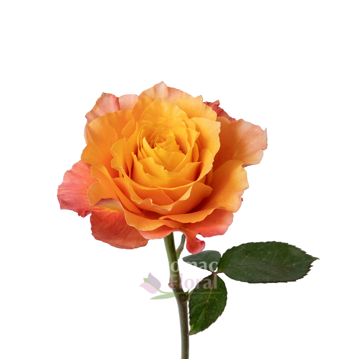 Free Spirit Rose Fragrant Orange & Gold, 50 cm - Potomac Floral Wholesale