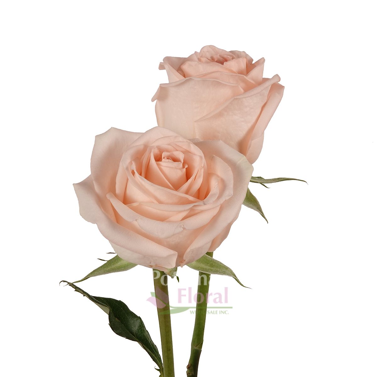 Tiffany Rose Soft Peach, 40 cm - Potomac Floral Wholesale