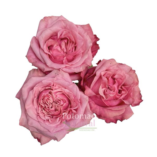 Art Deco Rose Mauve Pink, 50 cm - Potomac Floral Wholesale