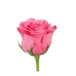 Ballet Rose Pink, 60cm - Potomac Floral Wholesale