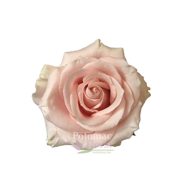 Rose Jessica Pink 50cm