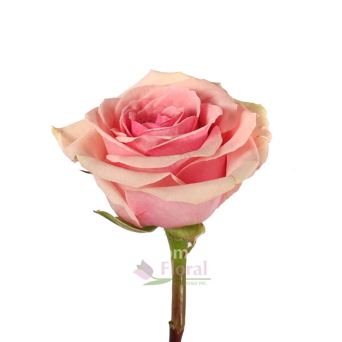 Geraldine Rose, 60cm - Potomac Floral Wholesale