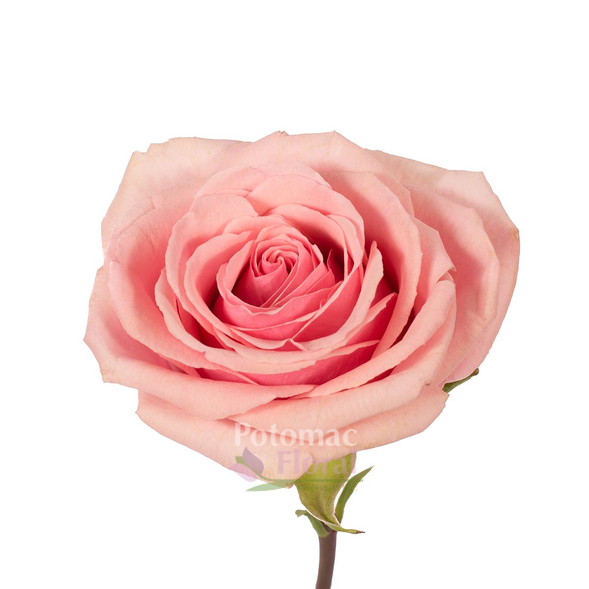 Geraldine Rose, 60cm - Potomac Floral Wholesale