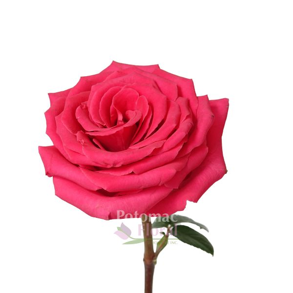 Rose Jessica Pink 50cm