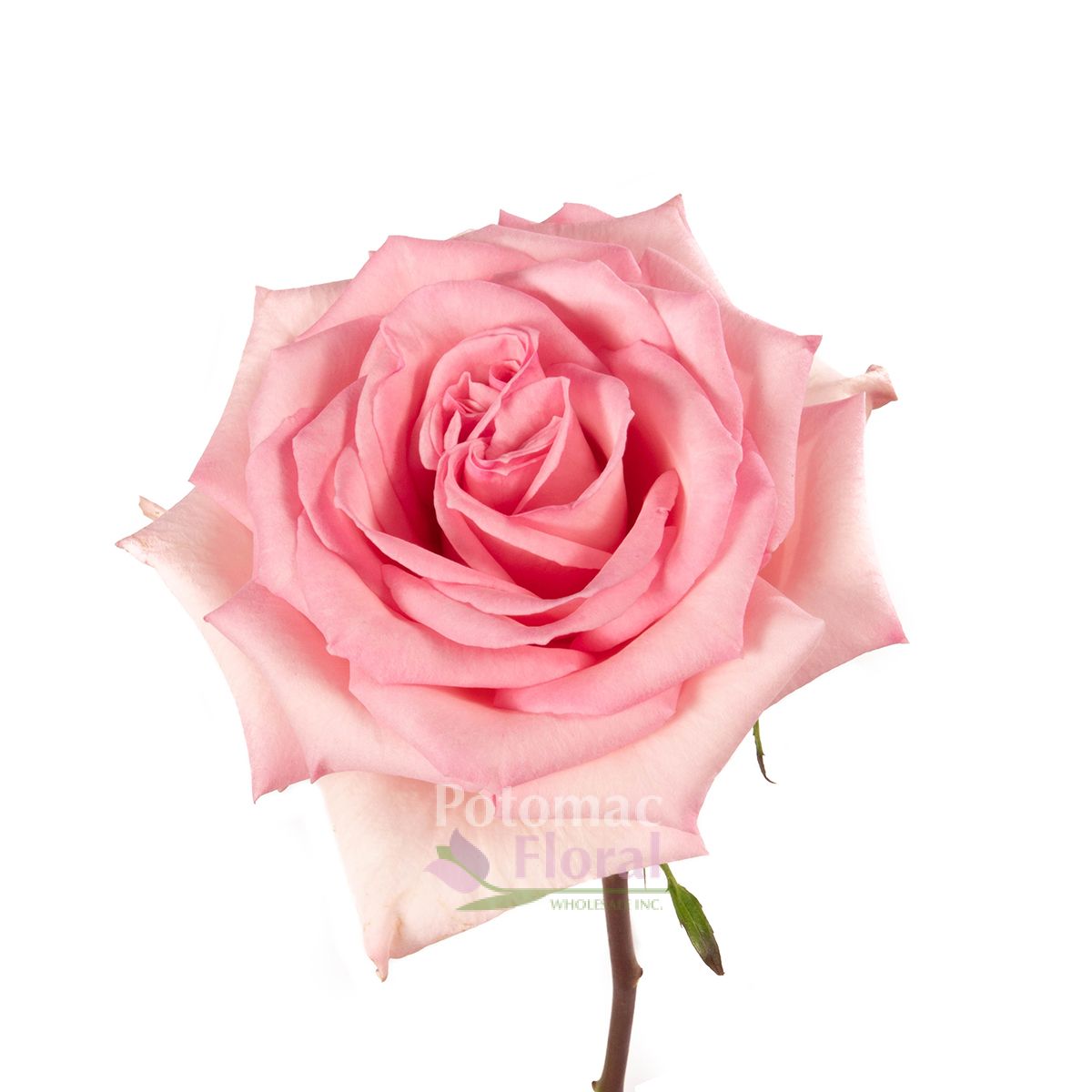 Sophie, Light Soft Pink Rose, 50 to 60 cm - Potomac Floral Wholesale