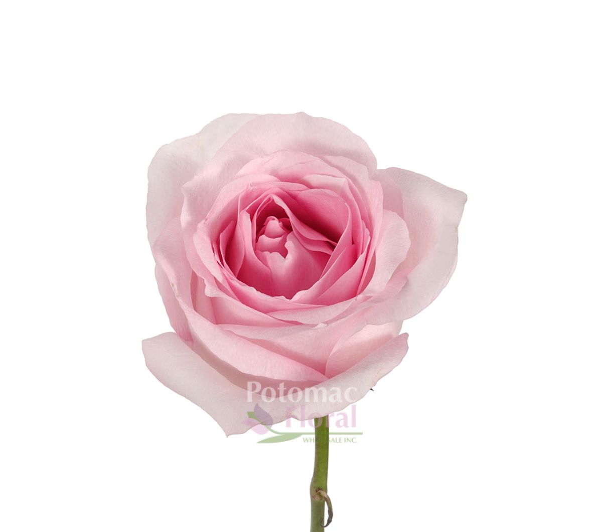 Sweet Akito rose light pink 40 cm - Potomac Floral Wholesale