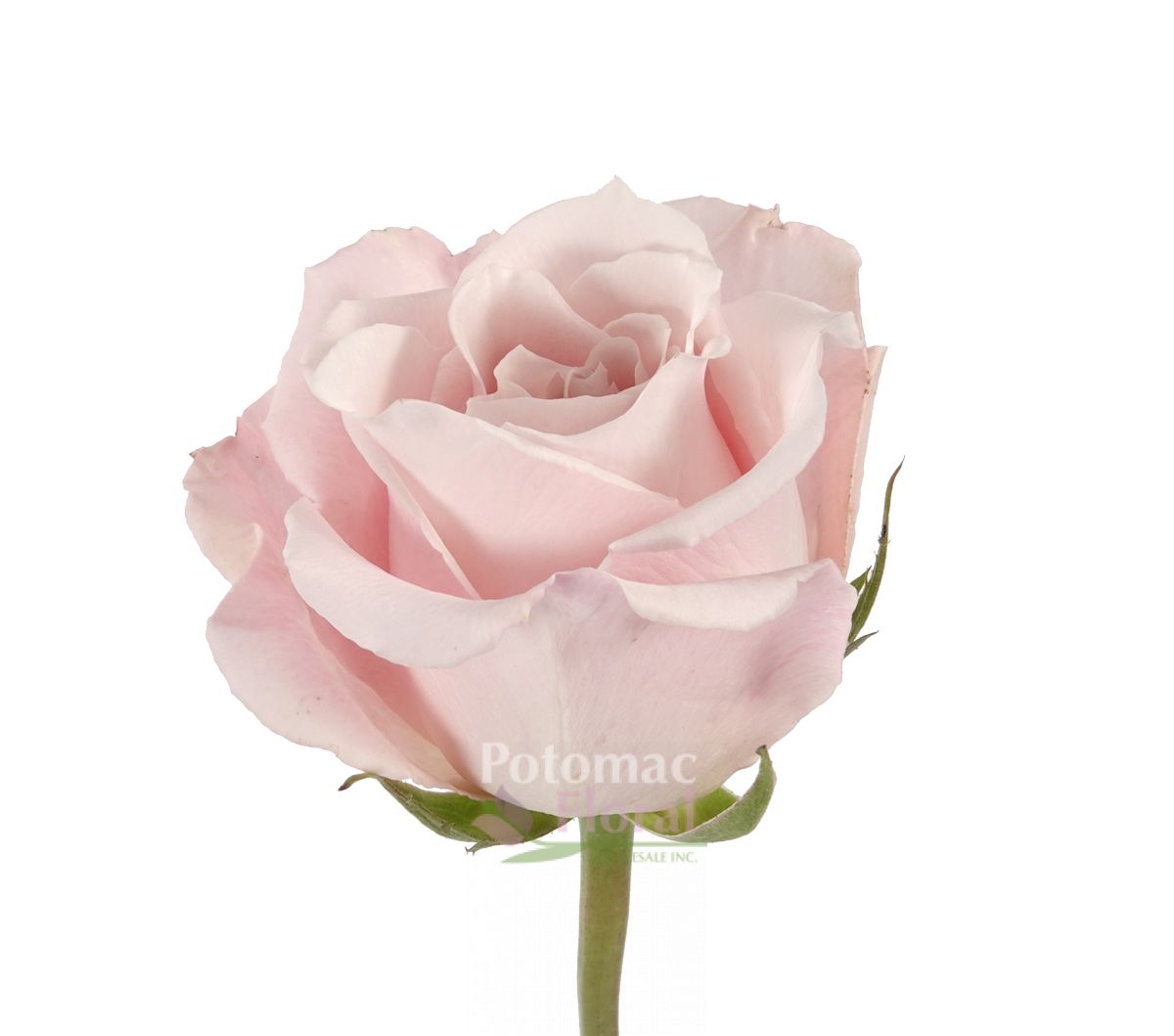 Sweet Eskimo Rose Light Pink, 40 cm - Potomac Floral Wholesale