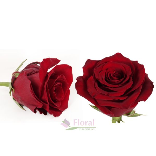 Royal Explorer Red Rose Variety