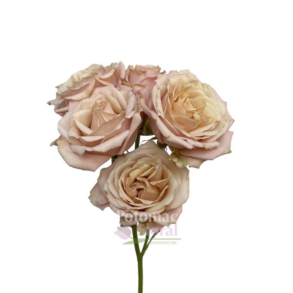 Rose, Sahara - Sandy Cream/Beige, 40 cm - Potomac Floral Wholesale