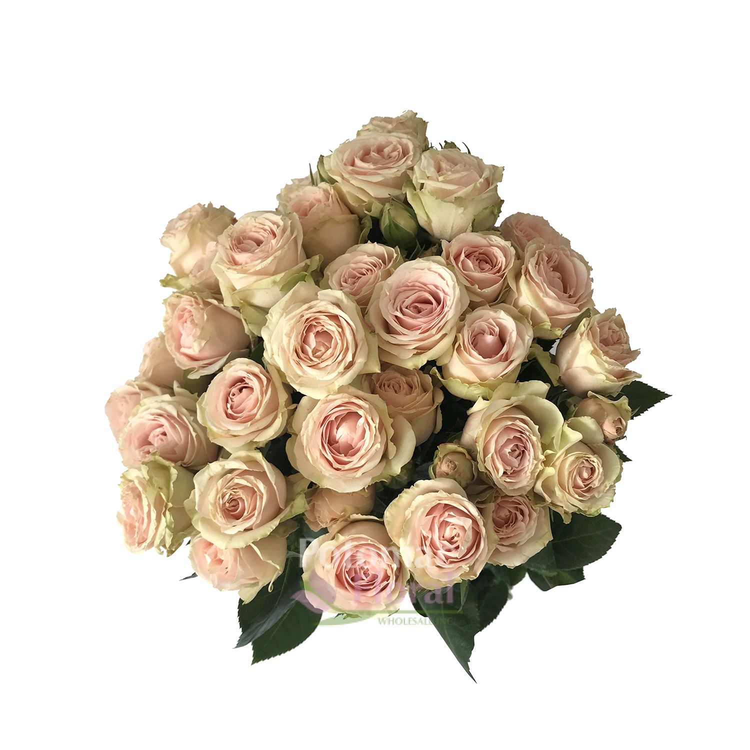 Blush Irishka Spray Rose - Potomac Floral Wholesale