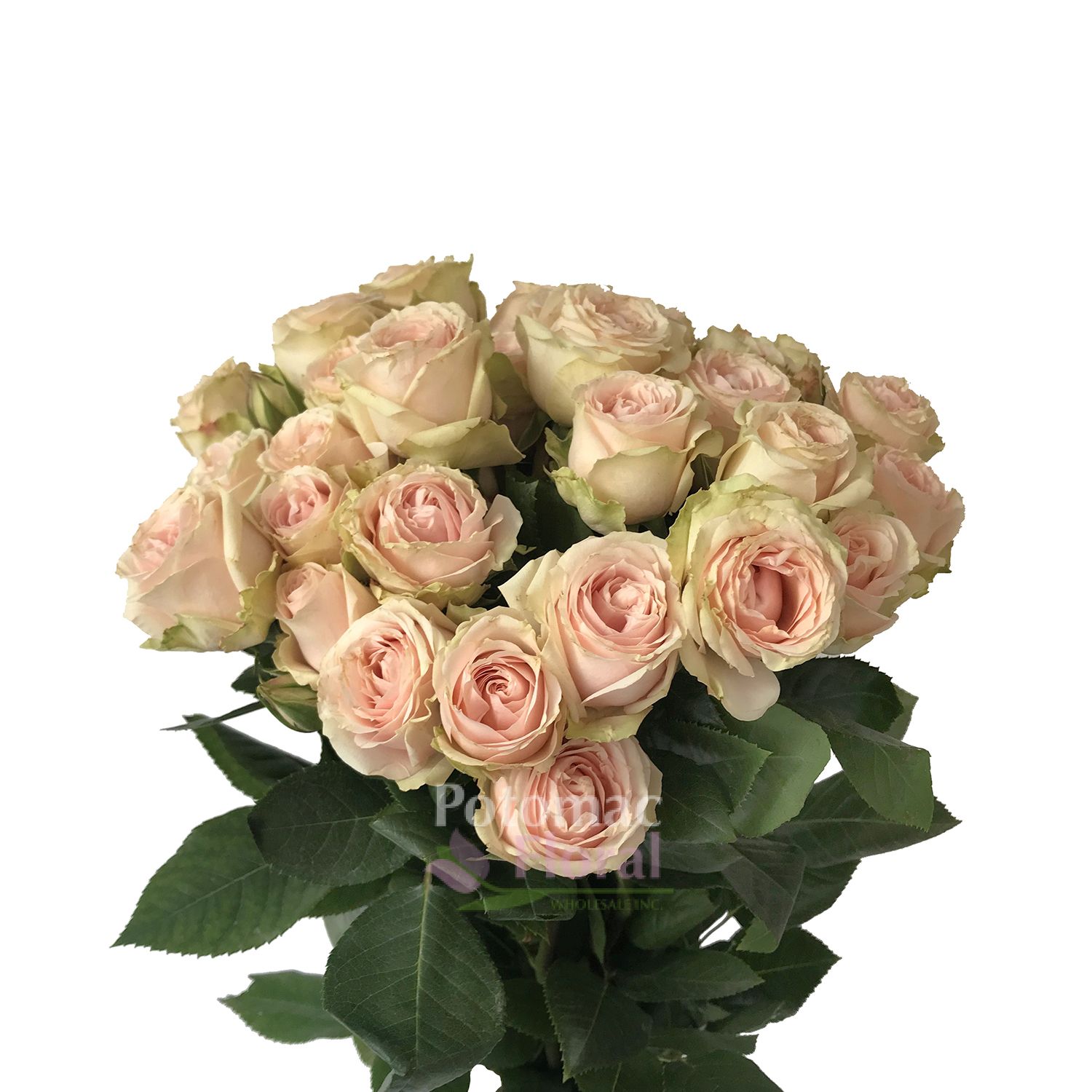 Blush Irishka Spray Rose - Potomac Floral Wholesale