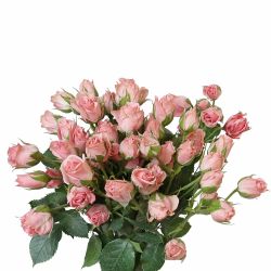 Lydia / Sweet Sensation Pink Spray Rose - Potomac Floral Wholesale