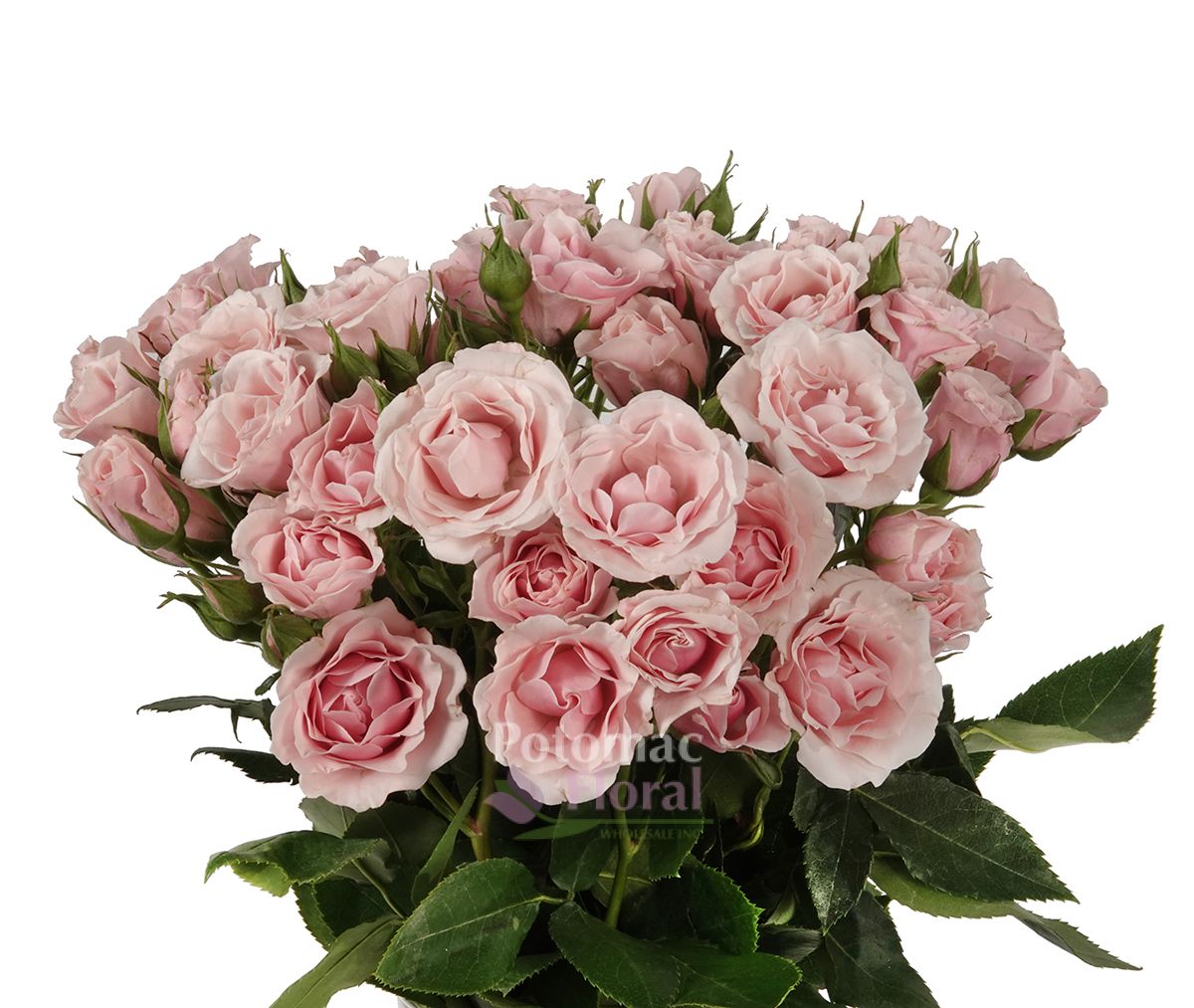 Majolika Light Pink Spray Rose - Potomac Floral Wholesale