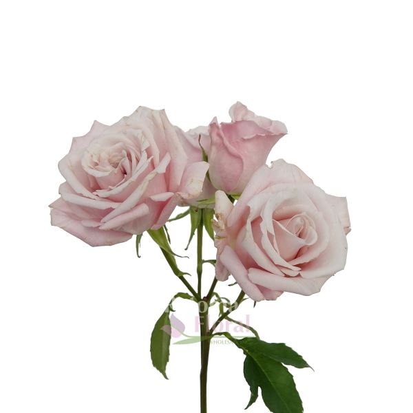 Light Pink Starblush Spray Rose