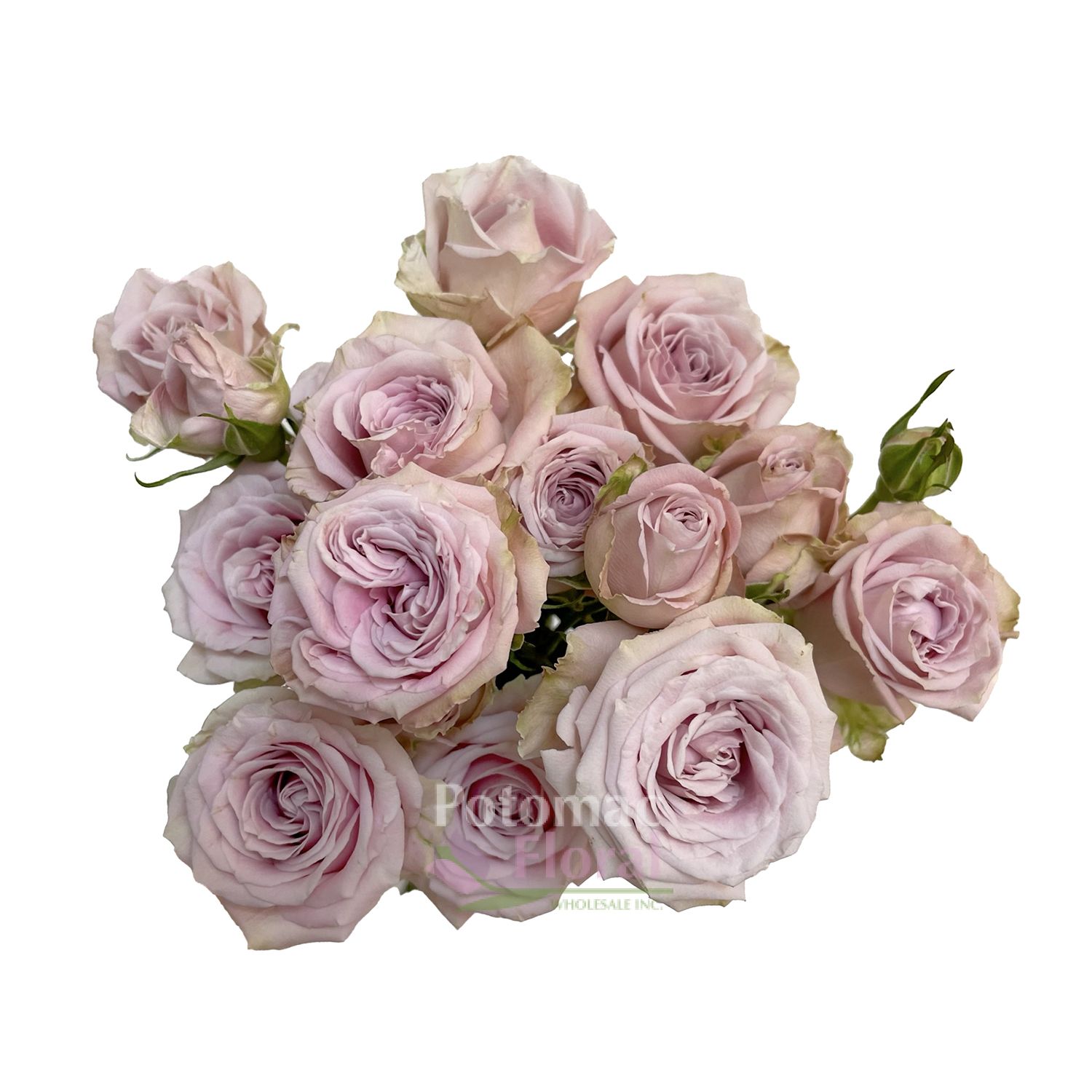 Portrait Spray Rose Dusty Pink - Potomac Floral Wholesale