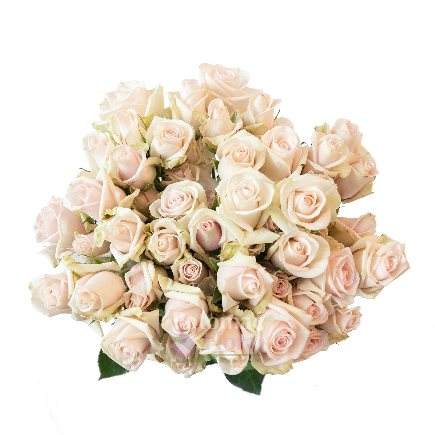 Porcelina Spray Rose - Potomac Floral Wholesale