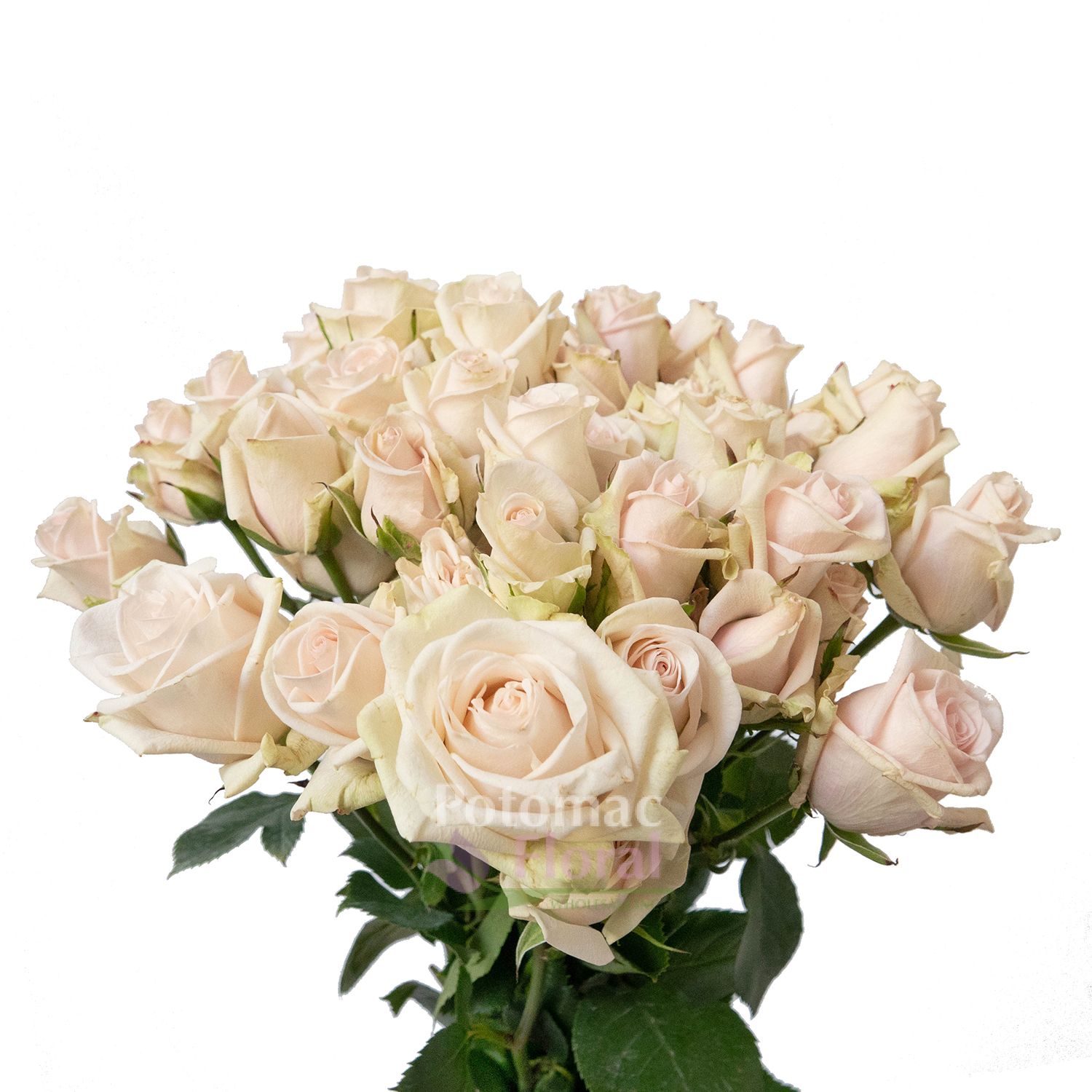 Porcelina Spray Rose - Potomac Floral Wholesale