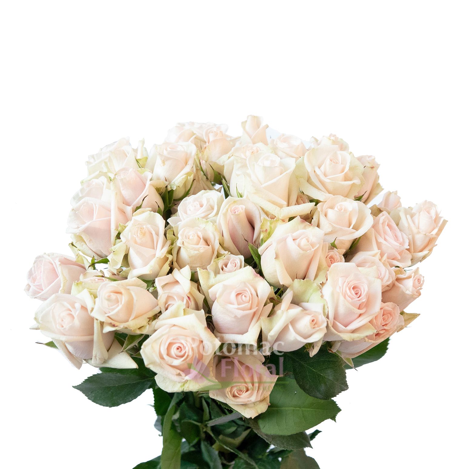 Porcelina Spray Rose - Potomac Floral Wholesale