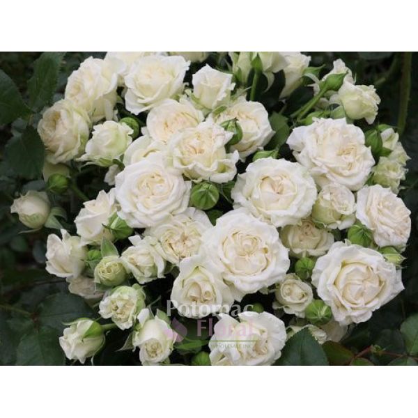 Garden Spray Rose Snow Bridal Veil White With Cream Potomac Floral Wholesale