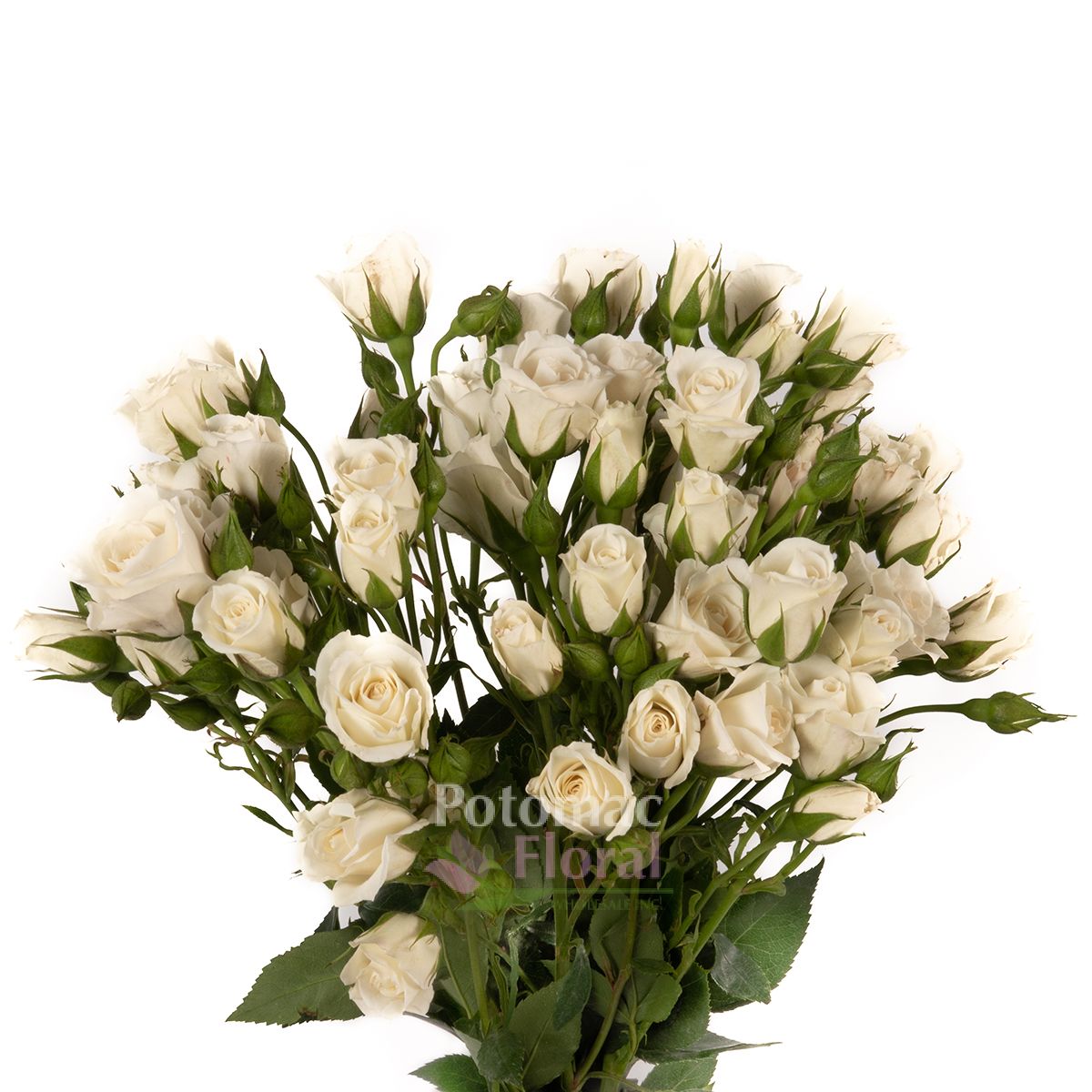 White Majolika Spray Rose White Blush - Potomac Floral Wholesale