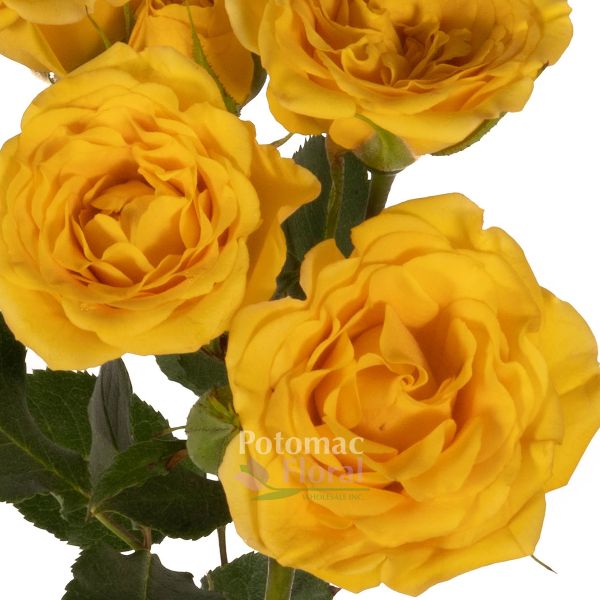 Spray Roses, Cappuccino - beige, brown - Potomac Floral Wholesale