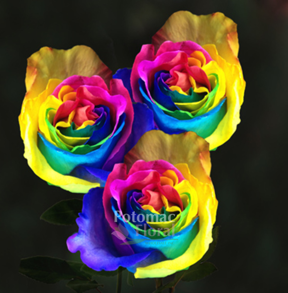 rainbow roses garden