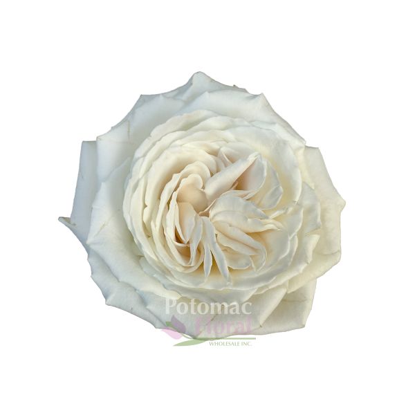 Playa Blanca Rose White, 50 cm ( White Beach ) - Potomac Floral Wholesale